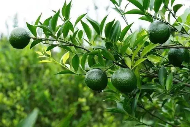 專注新會小青柑普茶，倡導有品生活的摯調(diào)，成功制勝海外市場